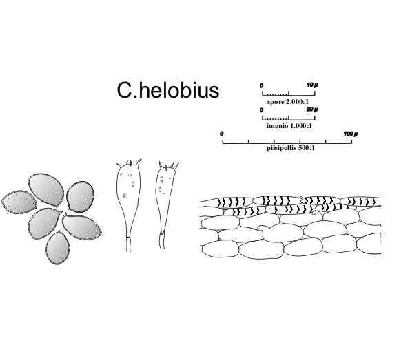 Cortinarius helobius